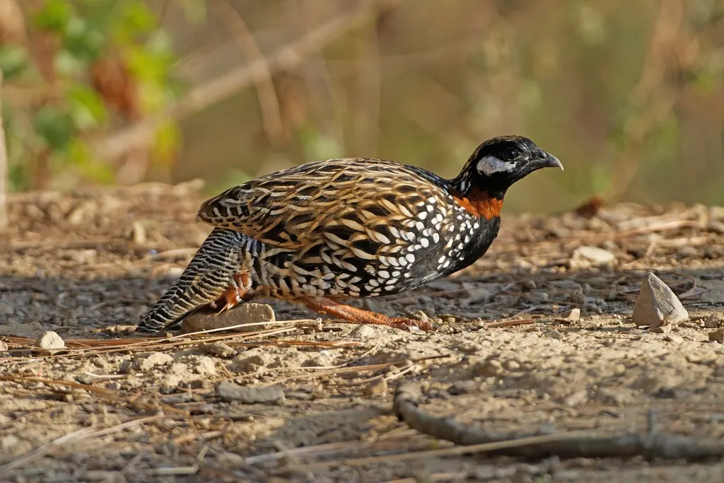 黑鹑(Melanoperdix niger)
