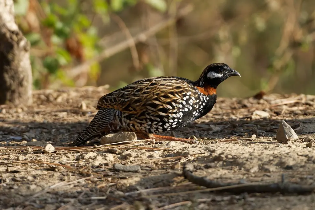 黑鹑(Melanoperdix niger)