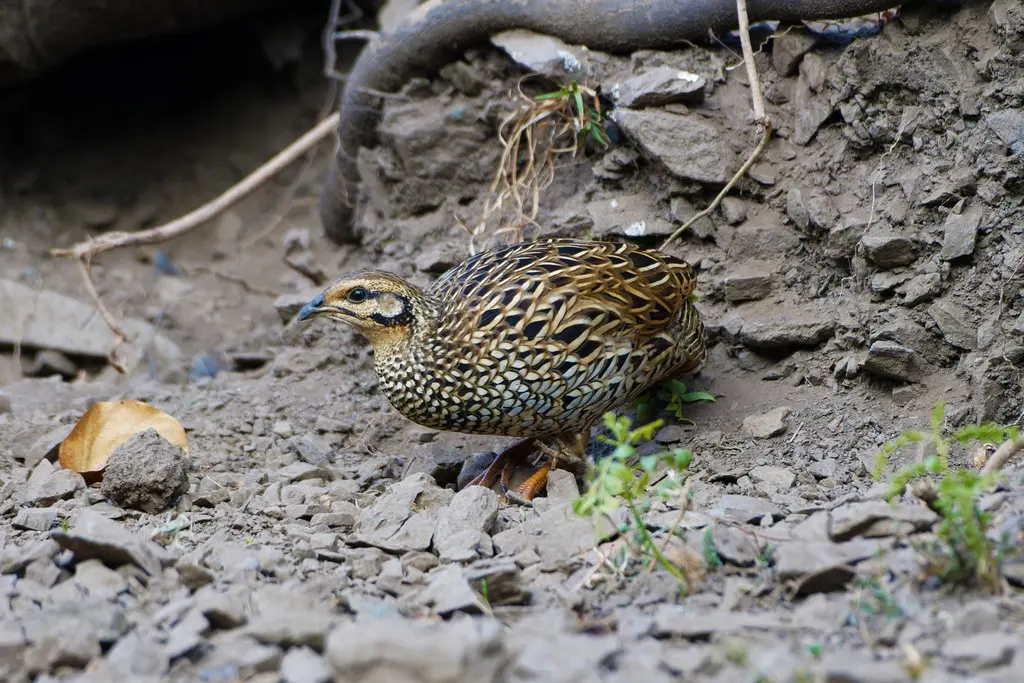 黑鹑(Melanoperdix niger)