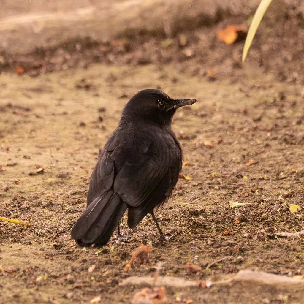 黑嘲鸫(Melanoptila glabrirostris)