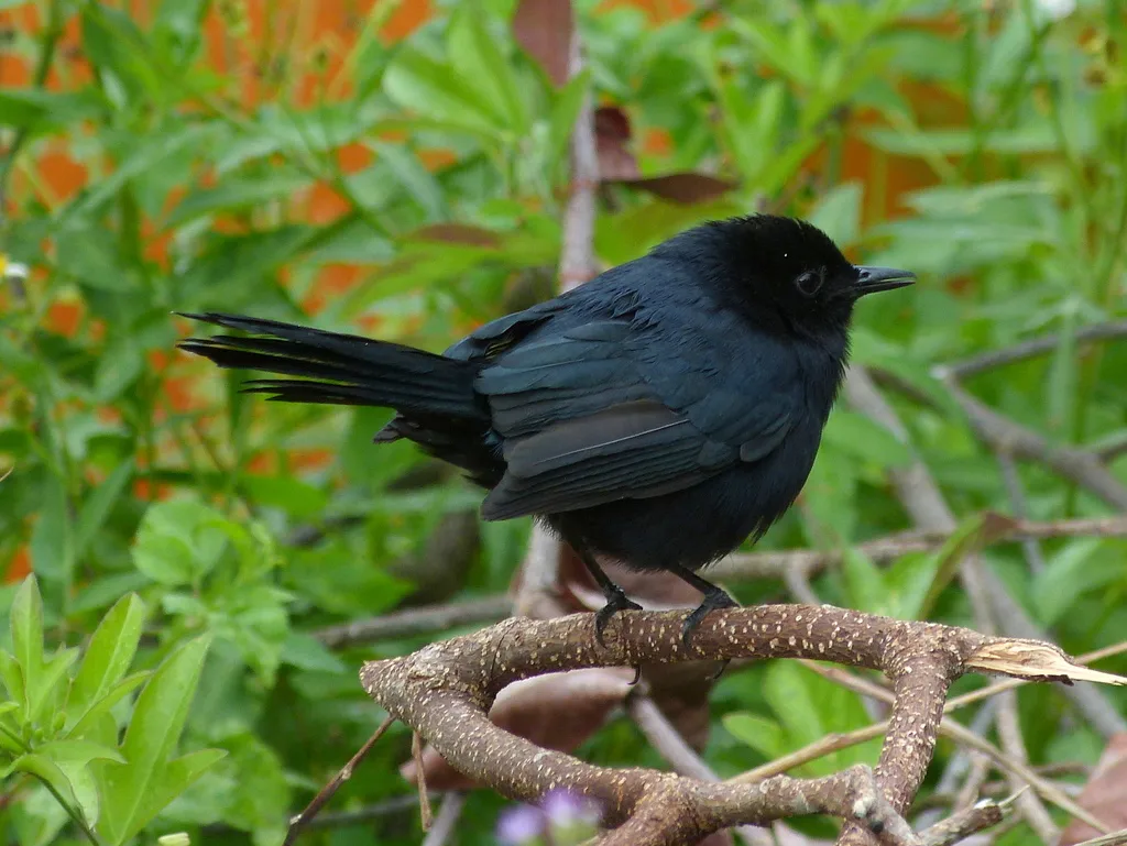 黑嘲鸫(Melanoptila glabrirostris)