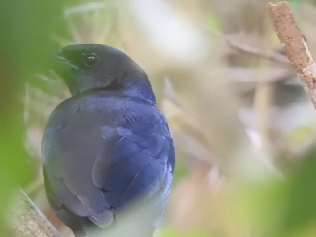 黑嘲鸫(Melanoptila glabrirostris)