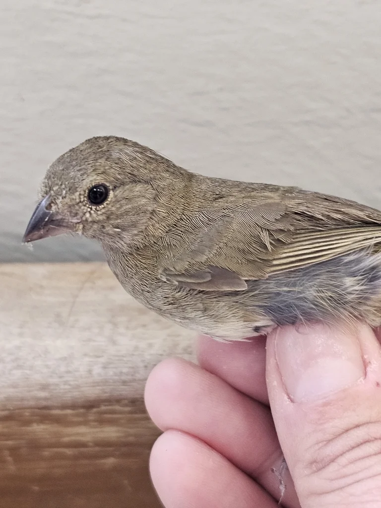 黑脸草雀(Melanospiza bicolor)