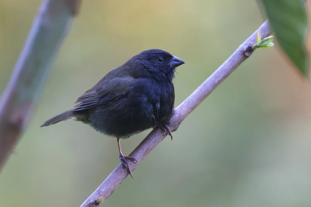 黑脸草雀(Melanospiza bicolor)