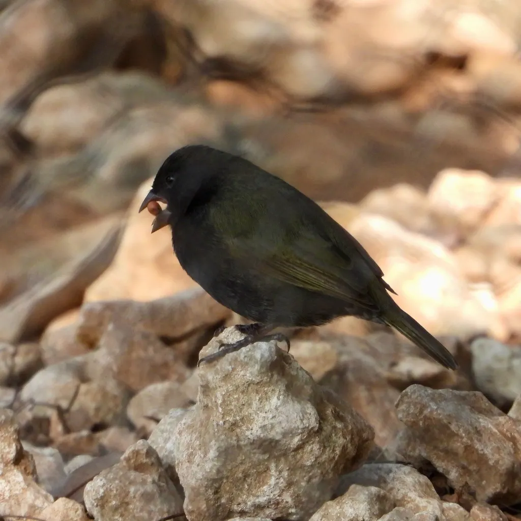 黑脸草雀(Melanospiza bicolor)