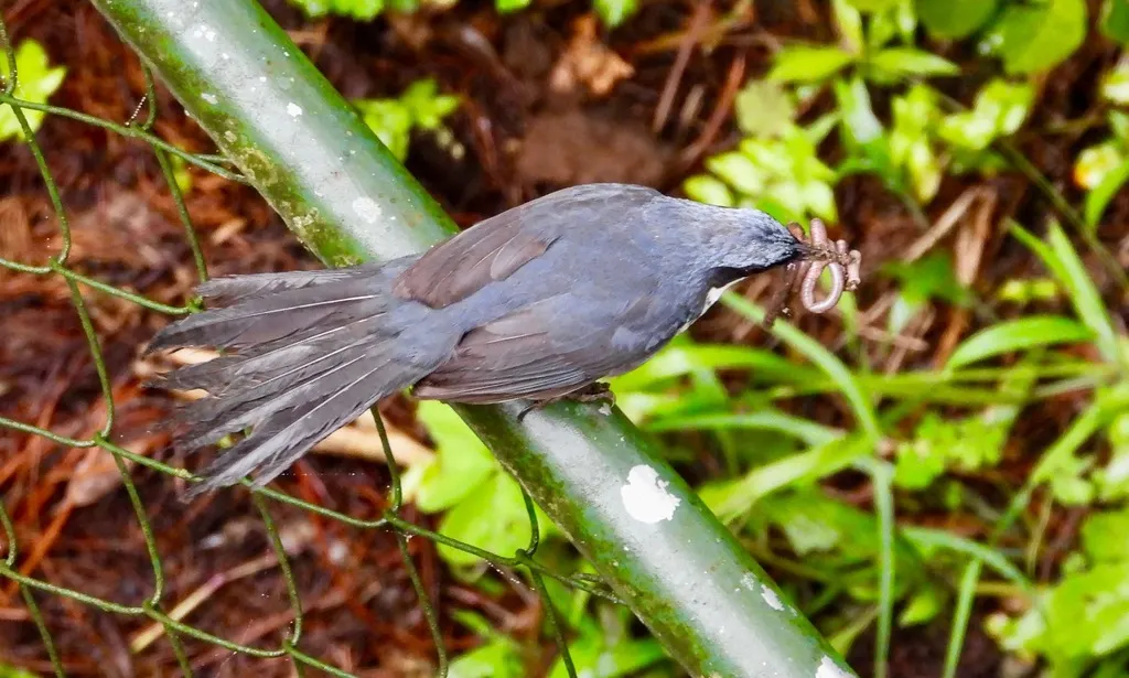 蓝白嘲鸫(Melanotis hypoleucus)