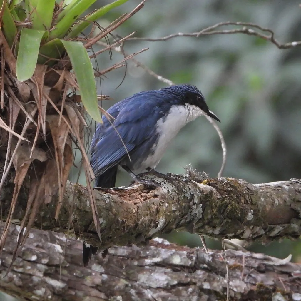 蓝白嘲鸫(Melanotis hypoleucus)