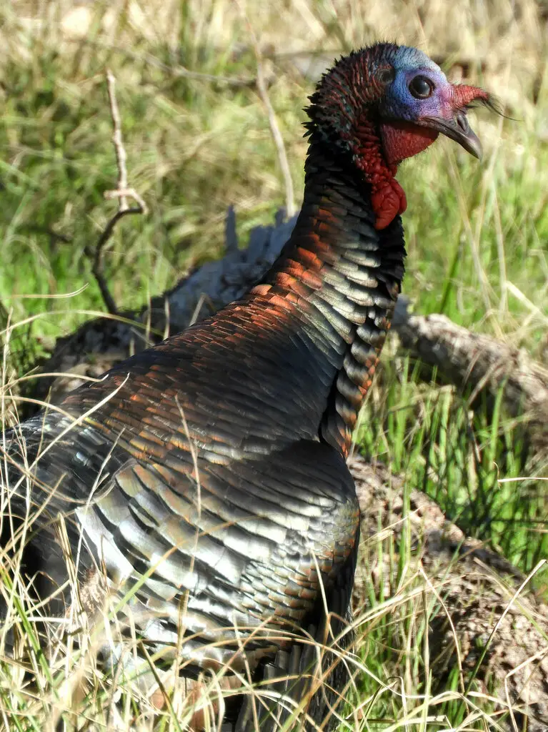火鸡(Meleagris gallopavo)