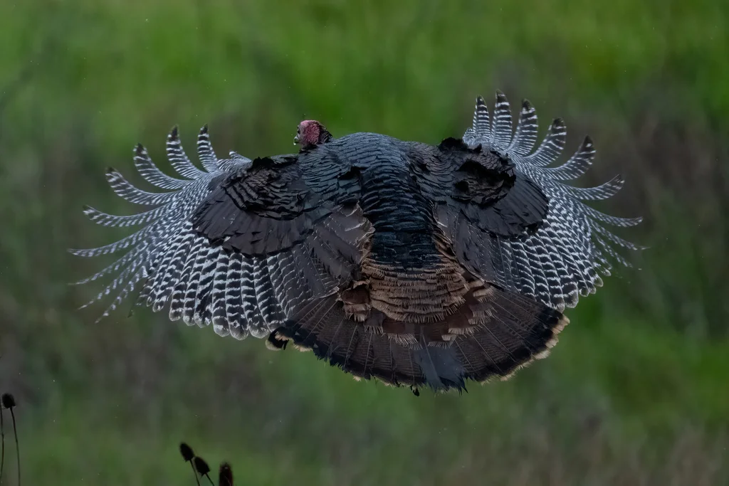 火鸡(Meleagris gallopavo)