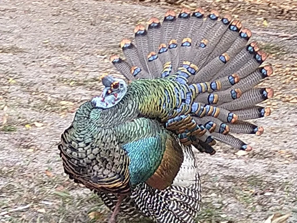 眼斑火鸡(Meleagris ocellata)