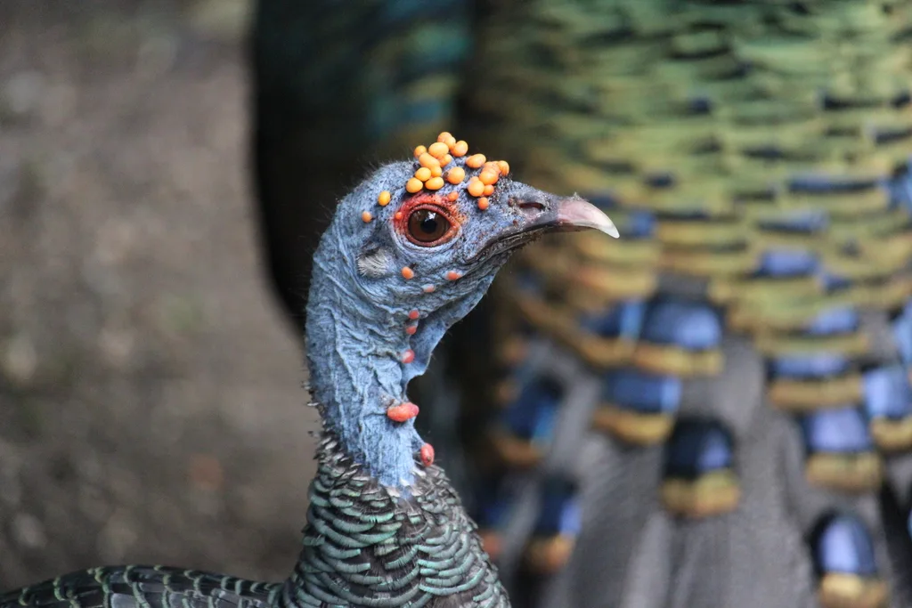 眼斑火鸡(Meleagris ocellata)