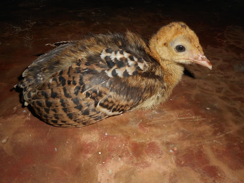 眼斑火鸡(Meleagris ocellata)