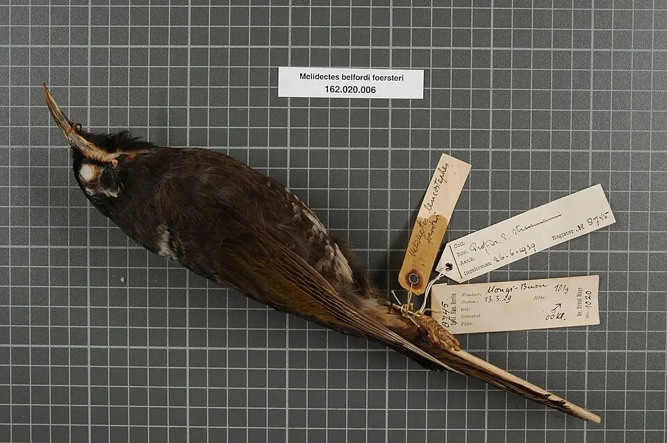 休恩寻蜜鸟(Melidectes foersteri)