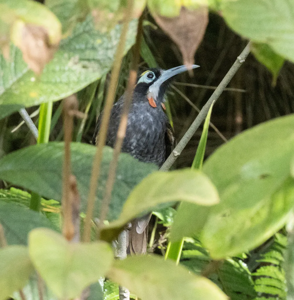 黄眉寻蜜鸟(Melidectes rufocrissalis)