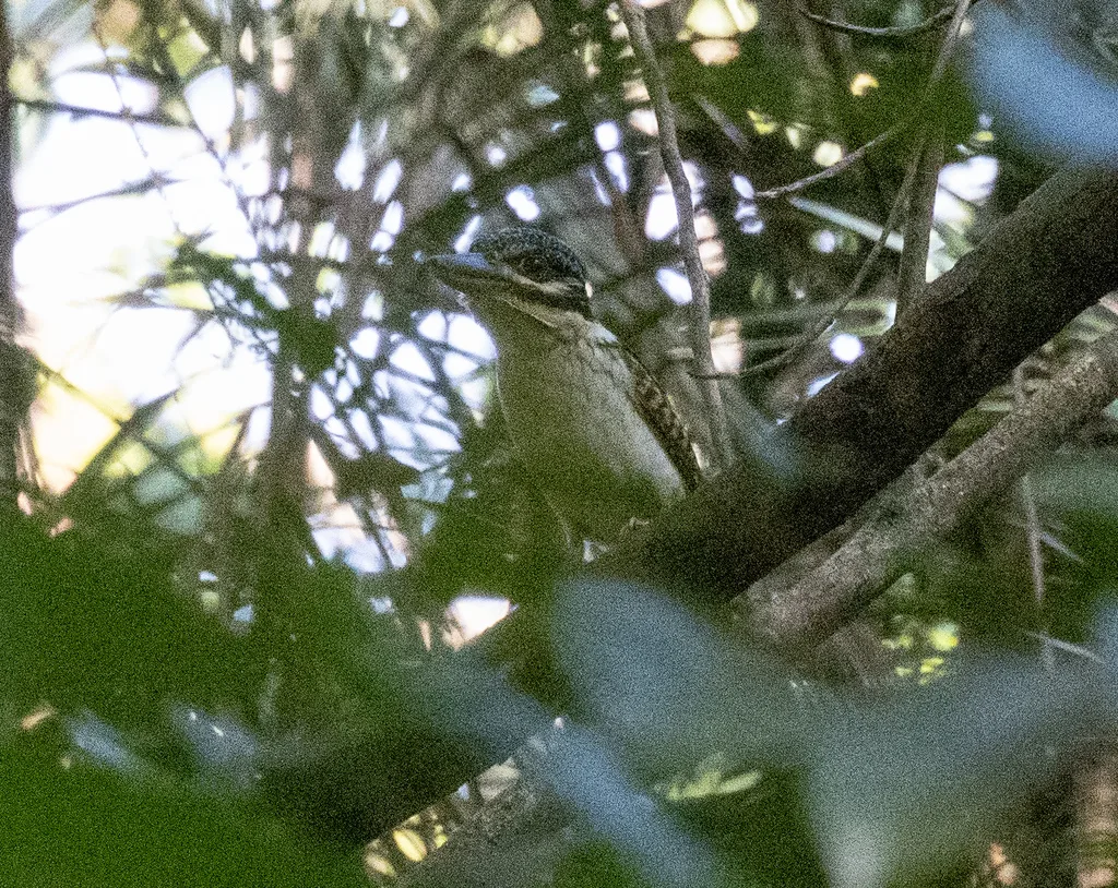 钩嘴翠鸟(Melidora macrorrhina)