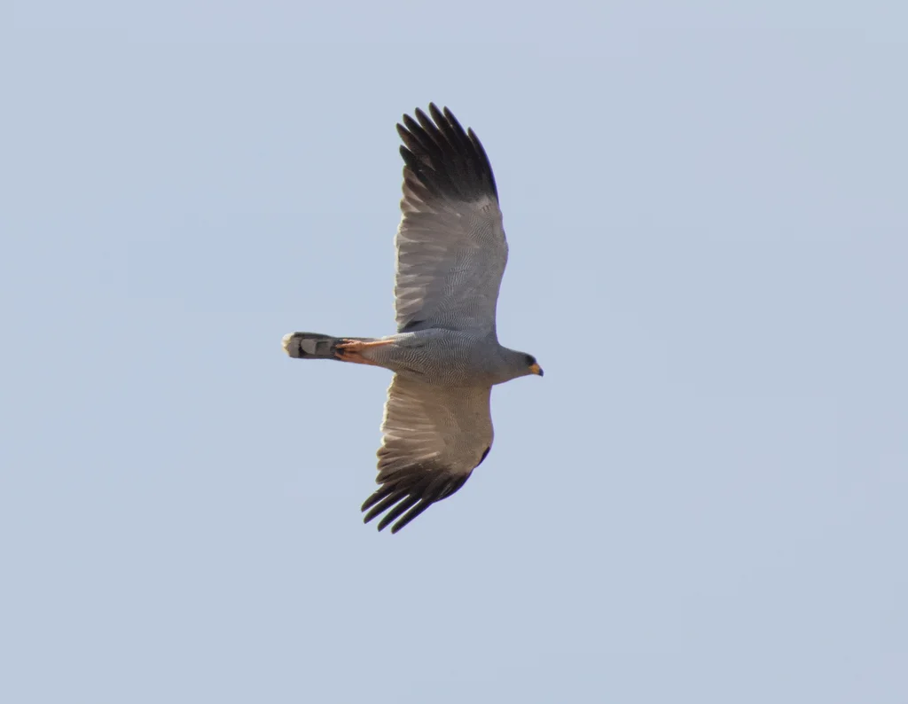 灰歌鹰（Melierax poliopterus）
