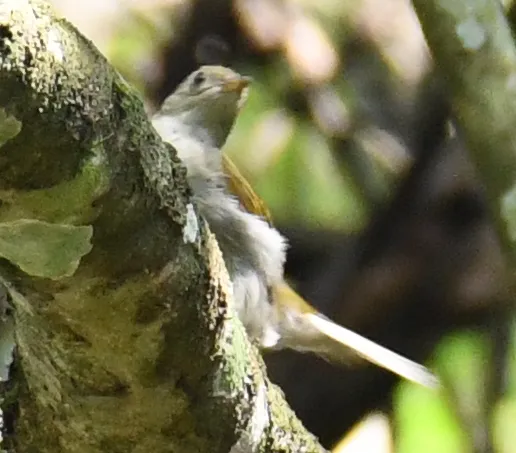 黄脚响蜜䴕(Melignomon eisentrauti)