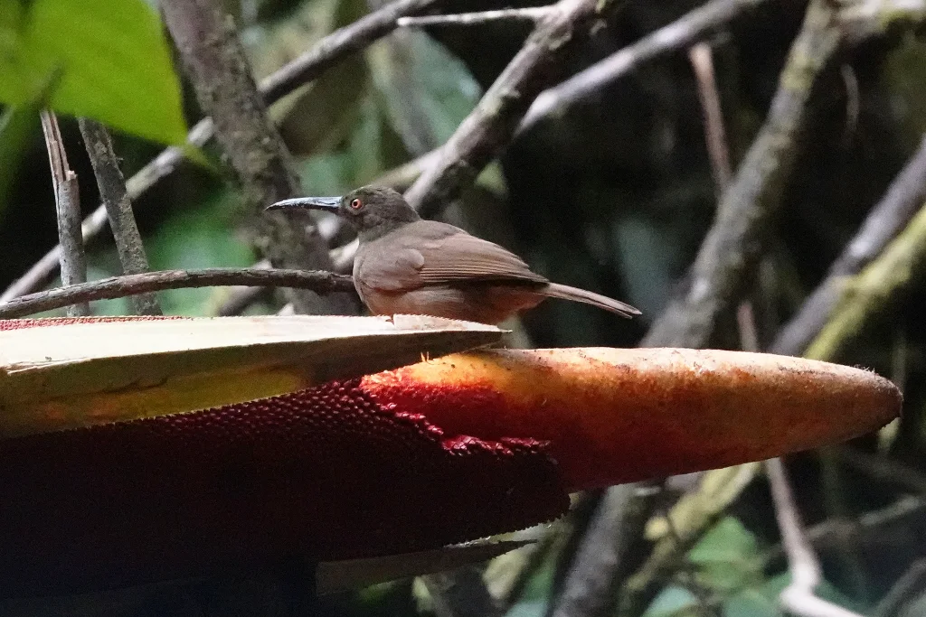 巨嘴盗蜜鸟(Melilestes megarhynchus)