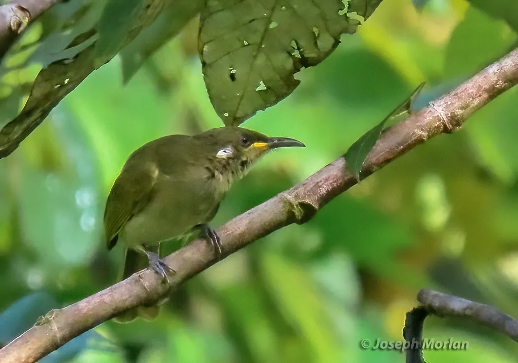 蓬背吸蜜鸟(Meliphaga aruensis)