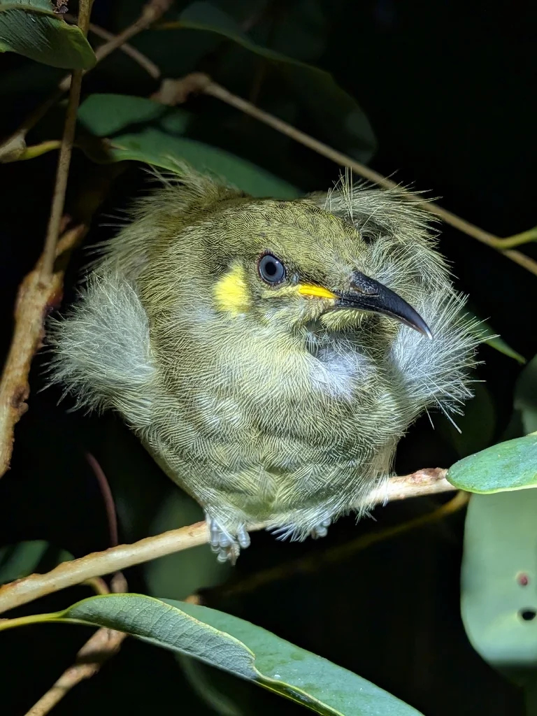 细嘴吸蜜鸟(Meliphaga gracilis)