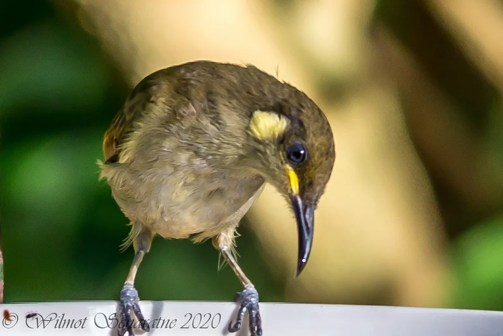 隐吸蜜鸟(Meliphaga imitatrix)