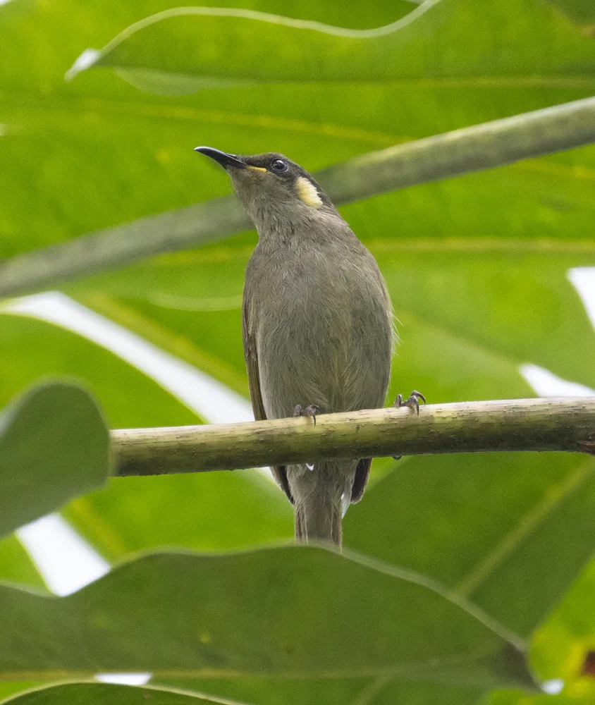 隐吸蜜鸟(Meliphaga imitatrix)