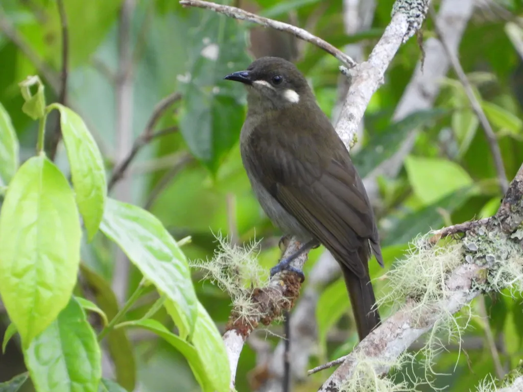 林吸蜜鸟(Meliphaga montana)