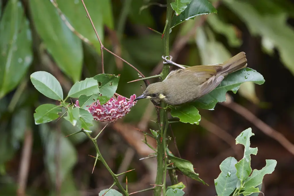 黄斑吸蜜鸟(Meliphaga notata)