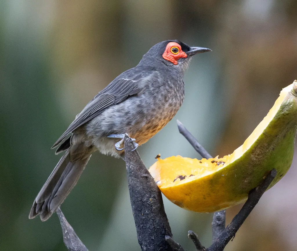 烟色饮蜜鸟(Melipotes fumigatus)