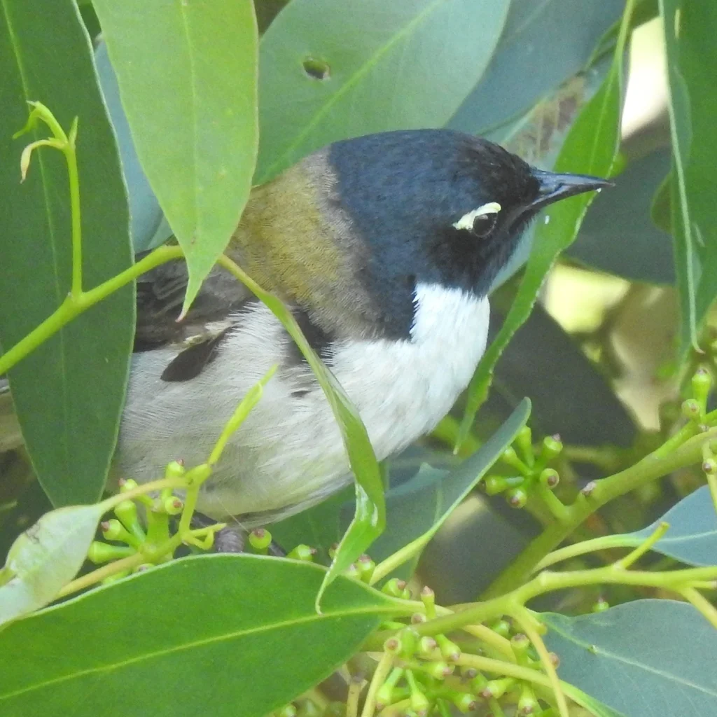黑头抚蜜鸟(Melithreptus affinis)