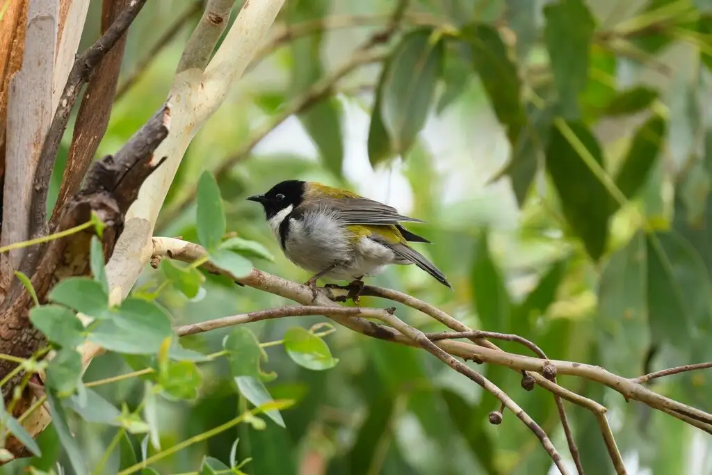 黑头抚蜜鸟(Melithreptus affinis)