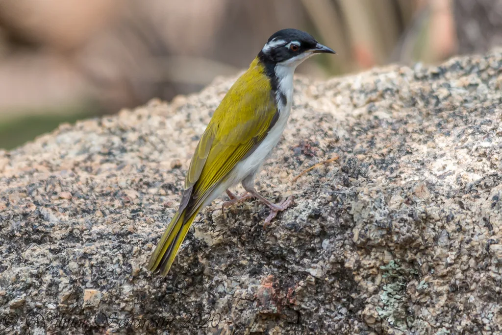 白喉抚蜜鸟(Melithreptus albogularis)