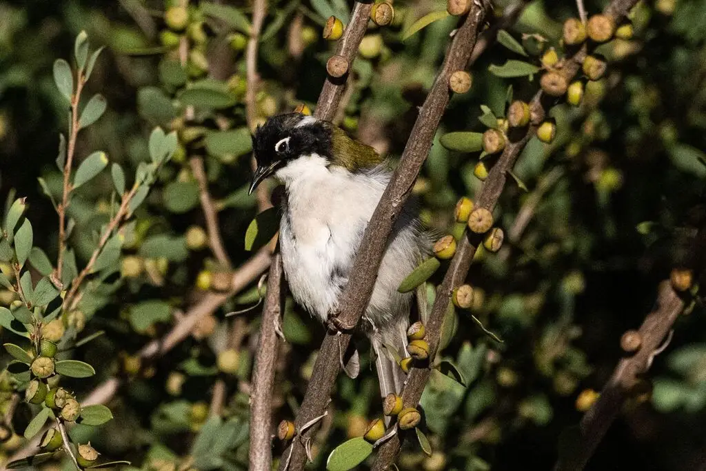 西白颈抚蜜鸟（Melithreptus chloropsis）