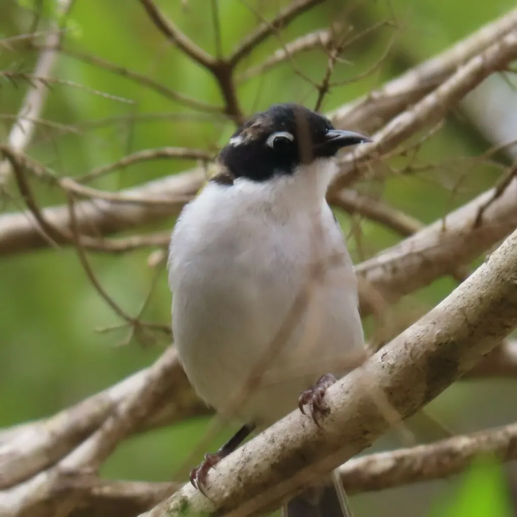 西白颈抚蜜鸟（Melithreptus chloropsis）