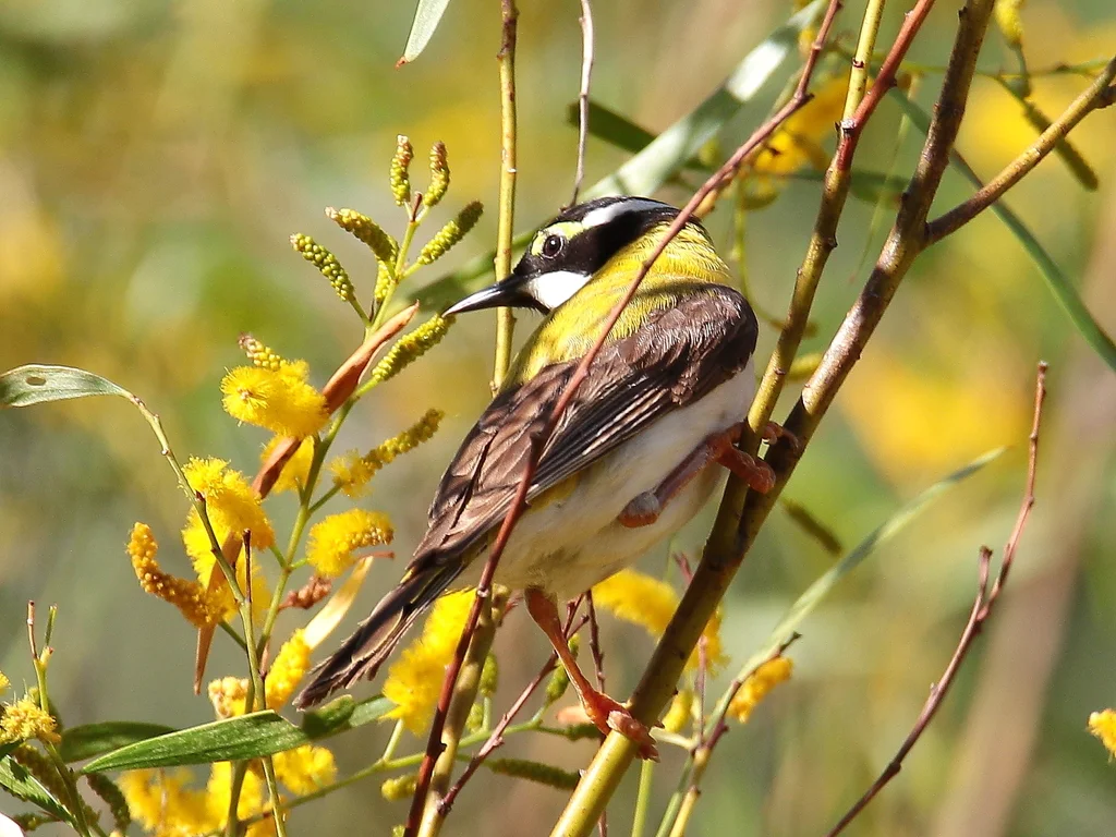 黑颏抚蜜鸟(Melithreptus gularis)