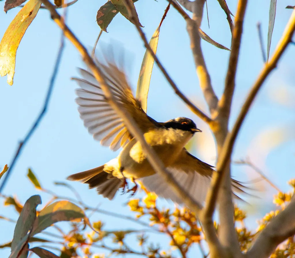 白颈抚蜜鸟(Melithreptus lunatus)