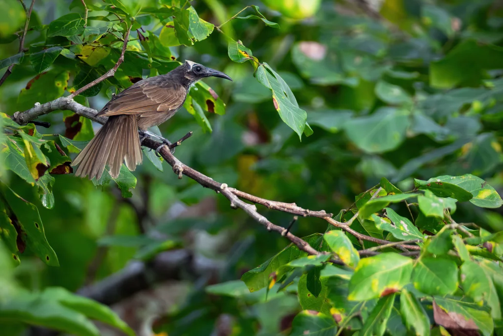 摩鹿加吮蜜鸟(Melitograis gilolensis)
