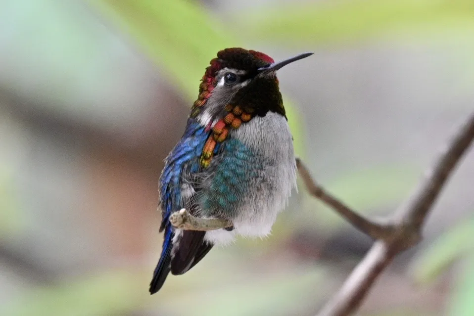 吸蜜蜂鸟(Mellisuga helenae)