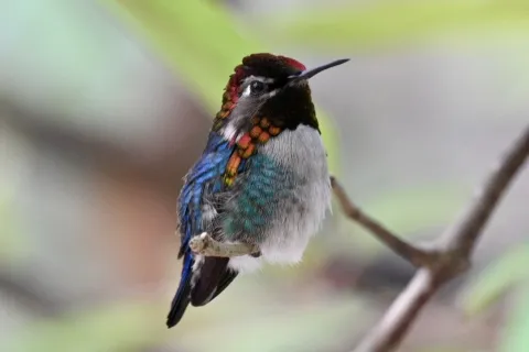 吸蜜蜂鸟