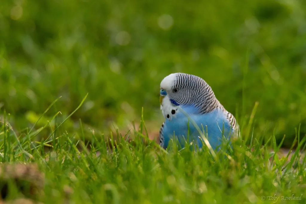 虎皮鹦鹉(Melopsittacus undulatus)