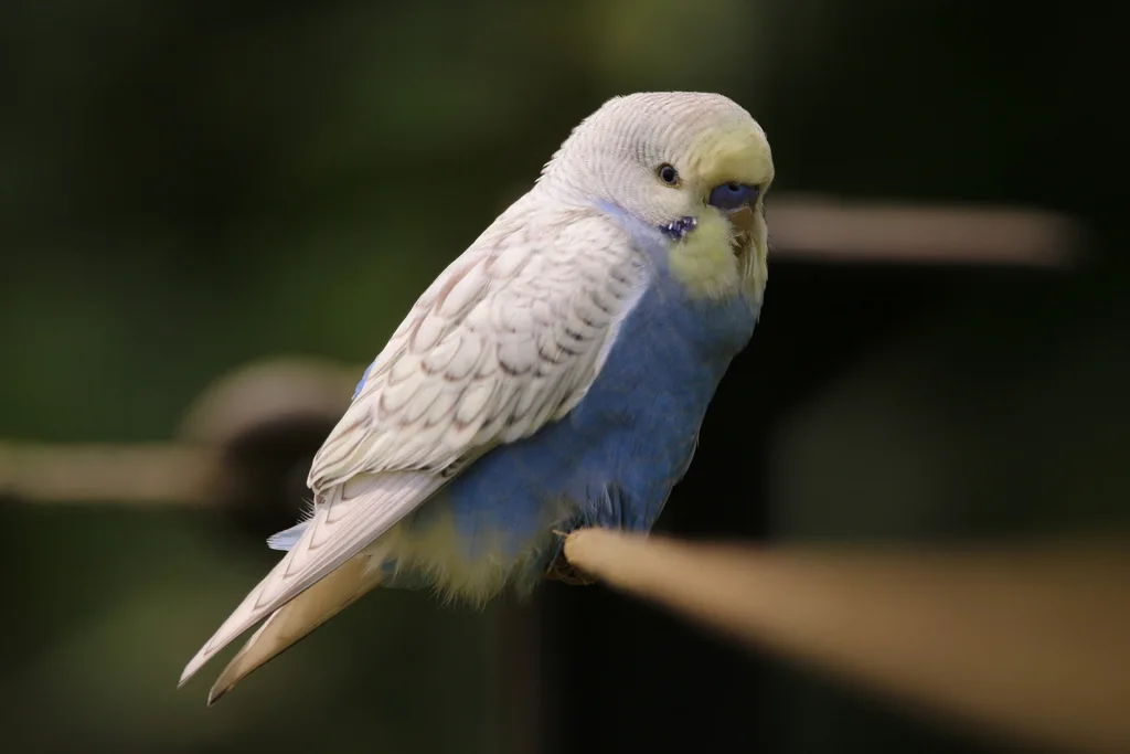虎皮鹦鹉(Melopsittacus undulatus)
