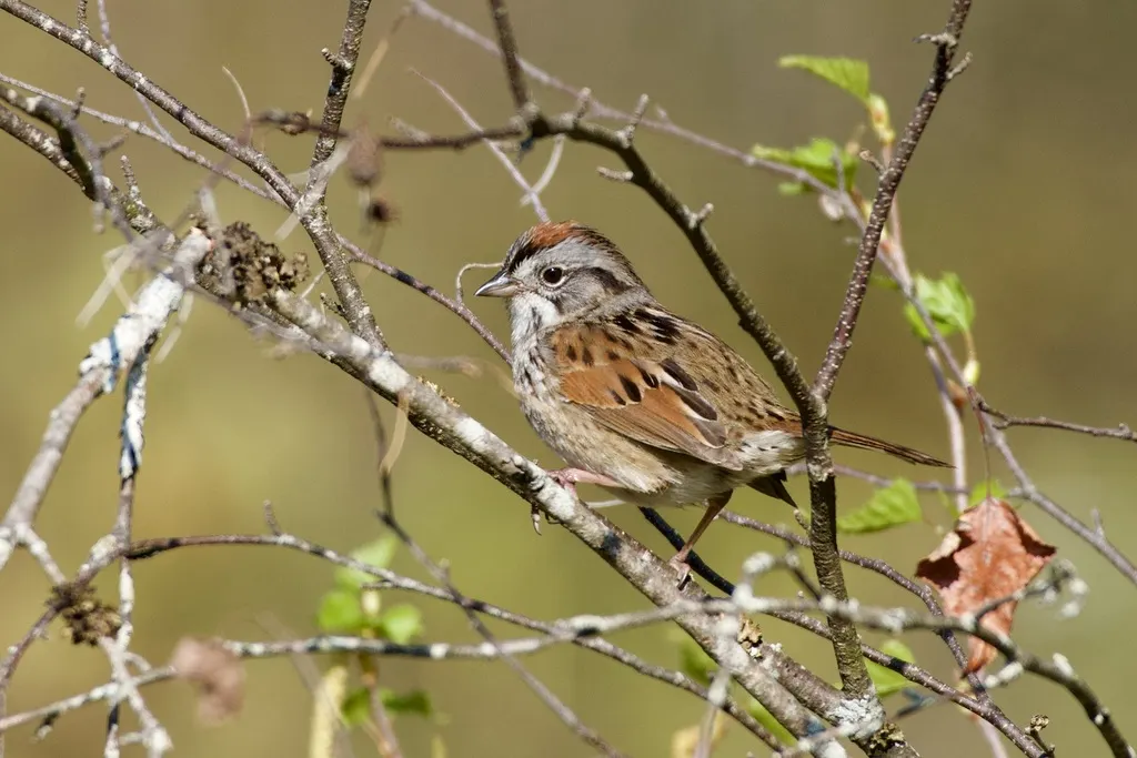 沼泽带鹀(Melospiza georgiana)