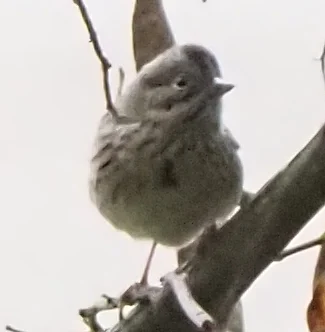 林氏带鹀（Melospiza lincolnii）