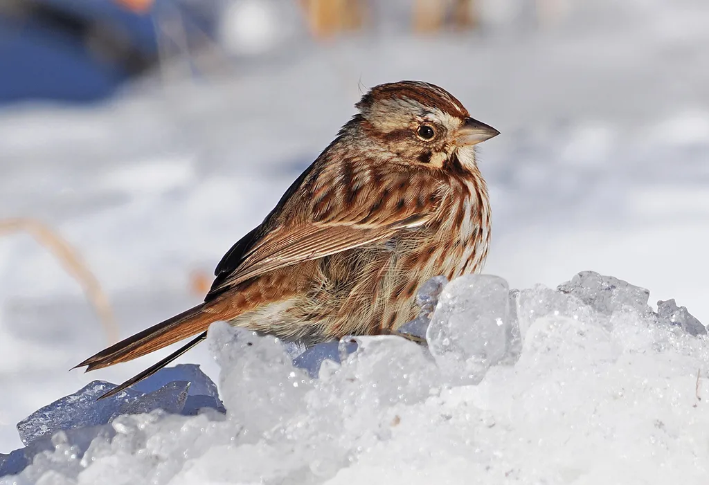 歌带鹀(Melospiza melodia)