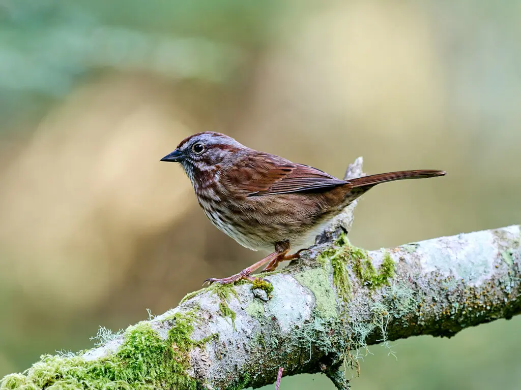 歌带鹀(Melospiza melodia)
