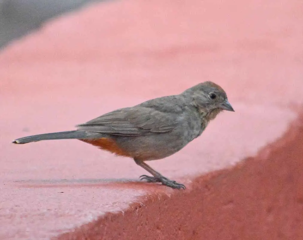 棕喉唧鹀(Melozone fusca)