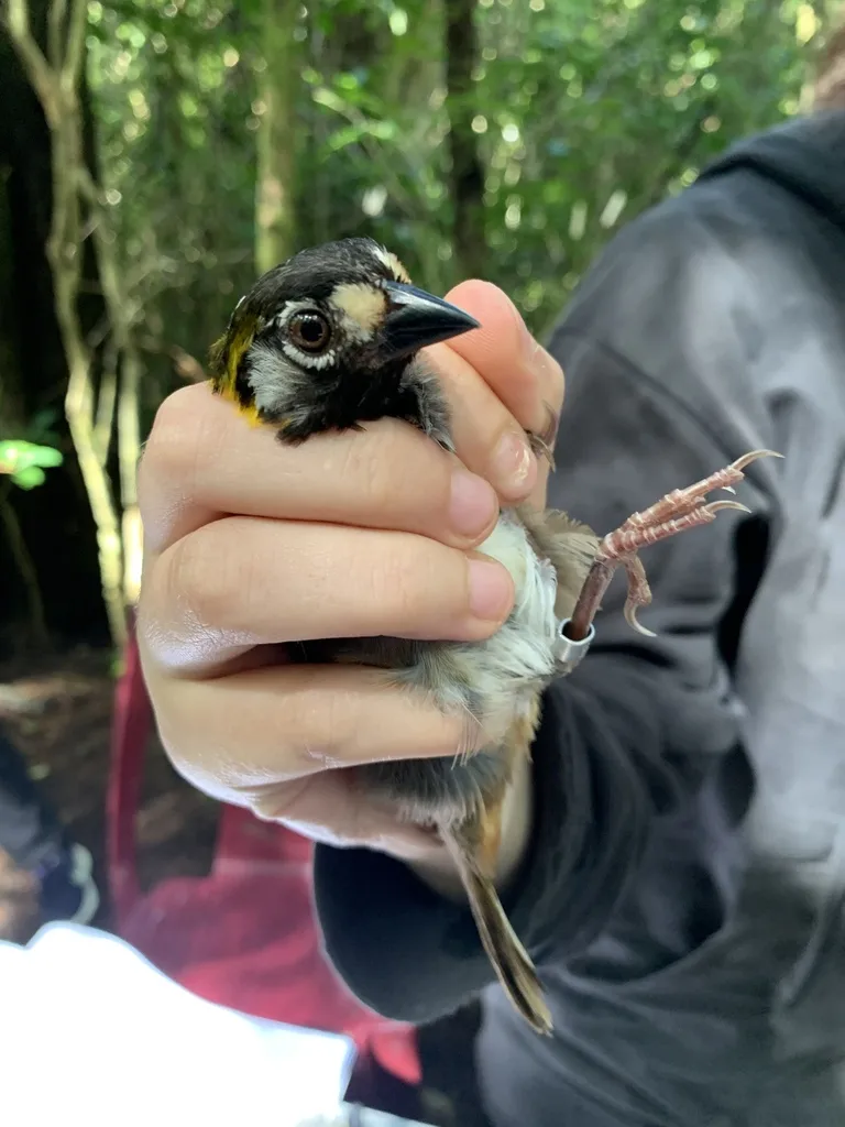 白耳地雀(Melozone leucotis)