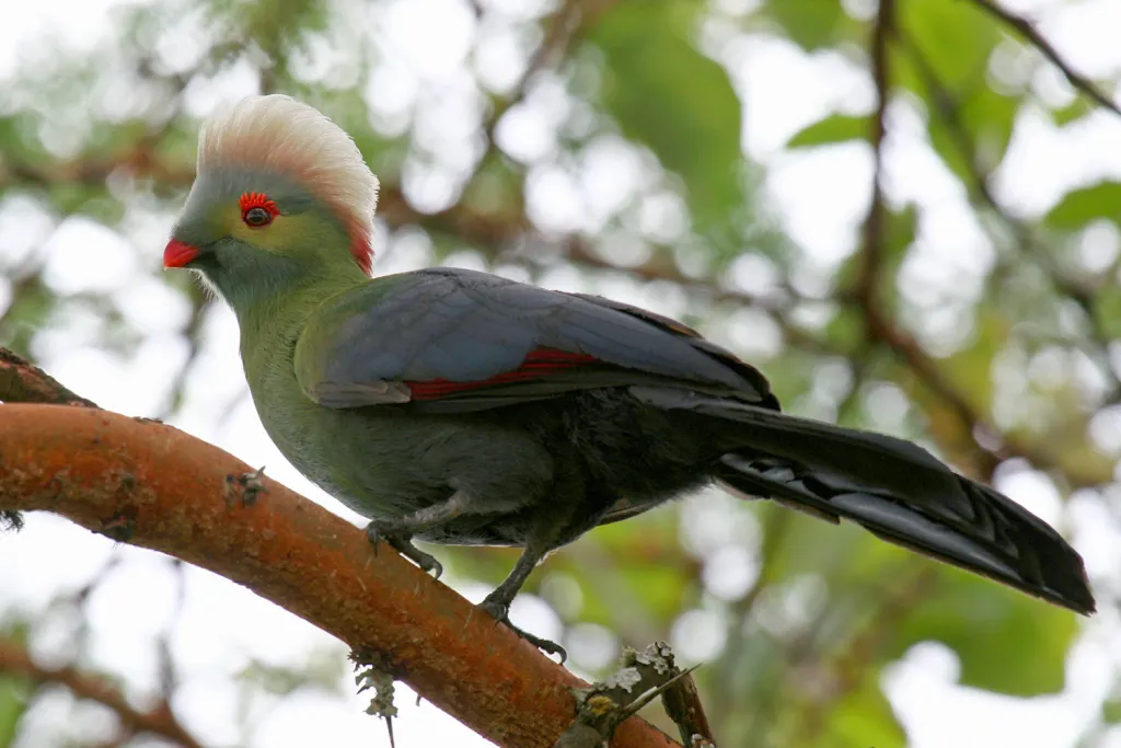 王子蕉鹃（Menelikornis ruspolii）