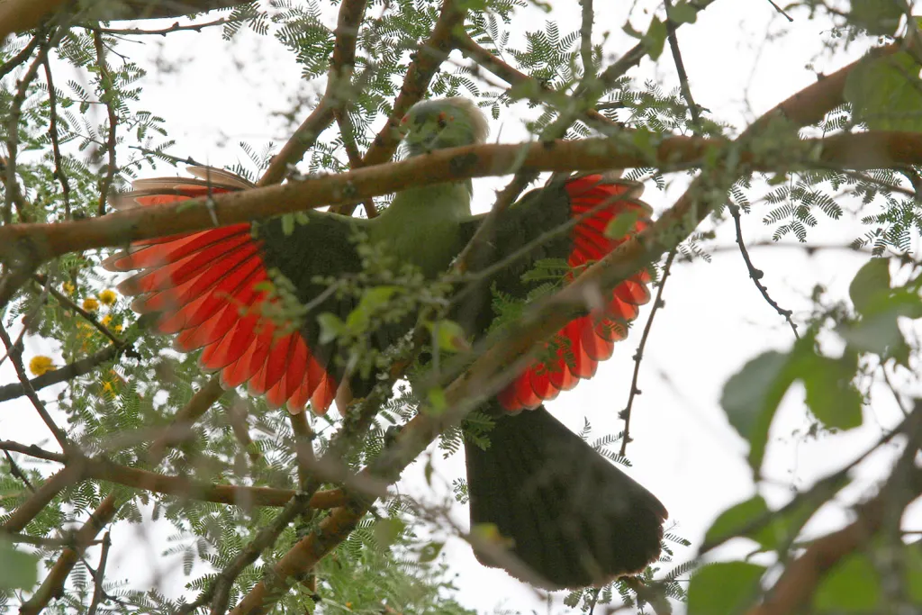 王子蕉鹃（Menelikornis ruspolii）