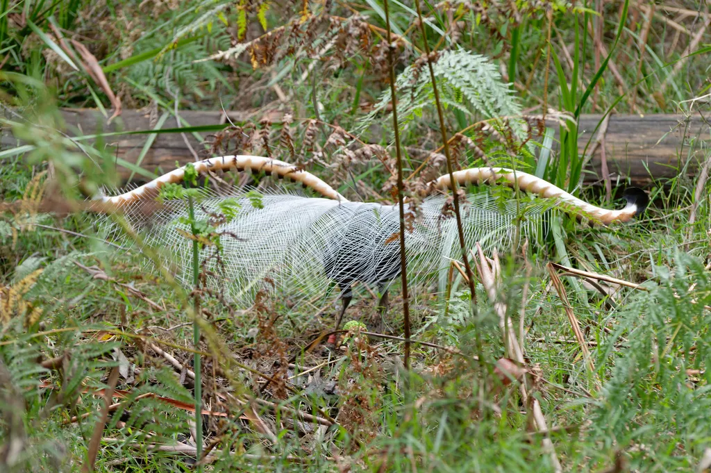 华丽琴鸟（Menura novaehollandiae）